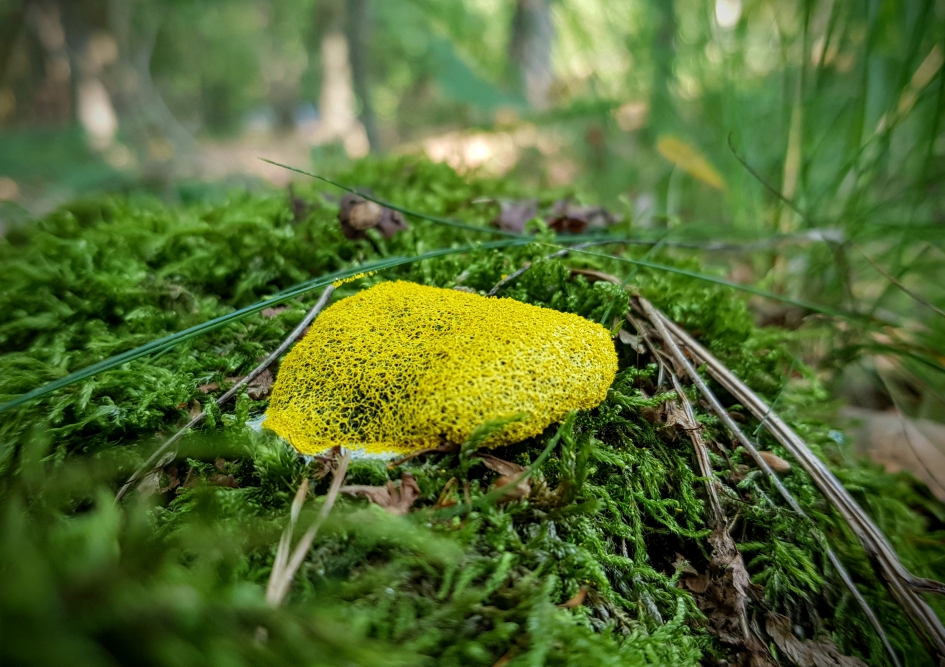 Heksenboter - Schimmels - Heksenboter