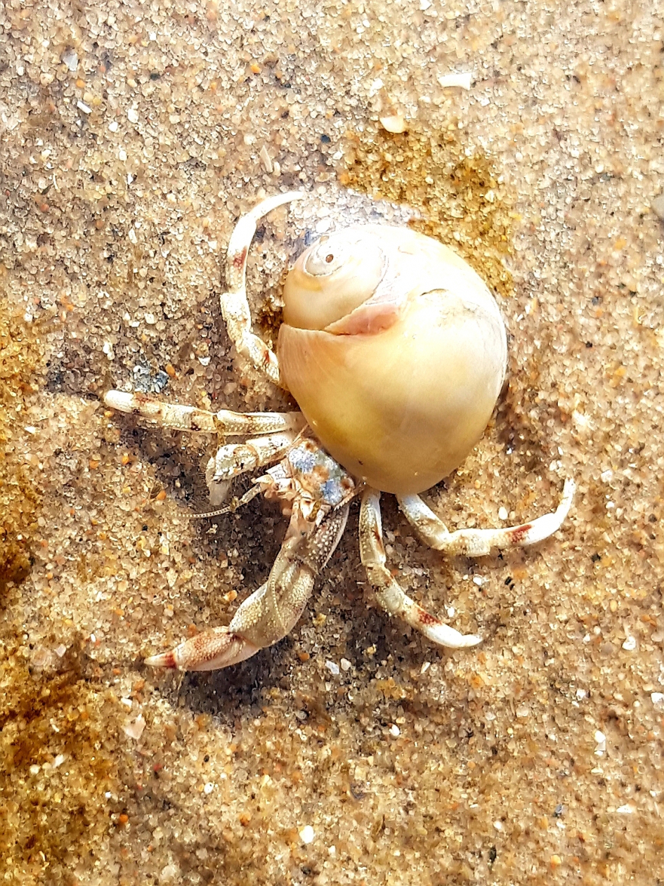 Heremietkreeftje - Geleedpotigen - Kleine heremietkreeft