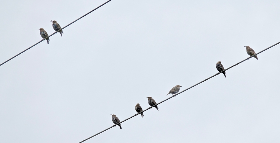 Het hoogste lied - Vogels - Spreeuw