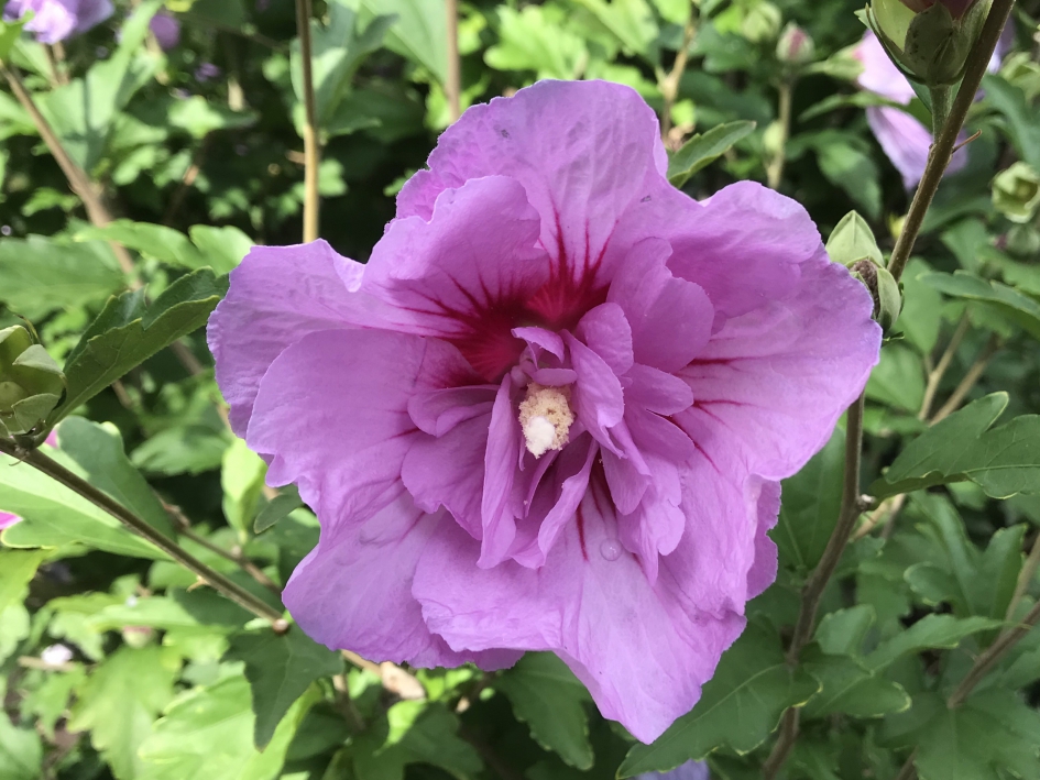 Hibiscus - Planten - 