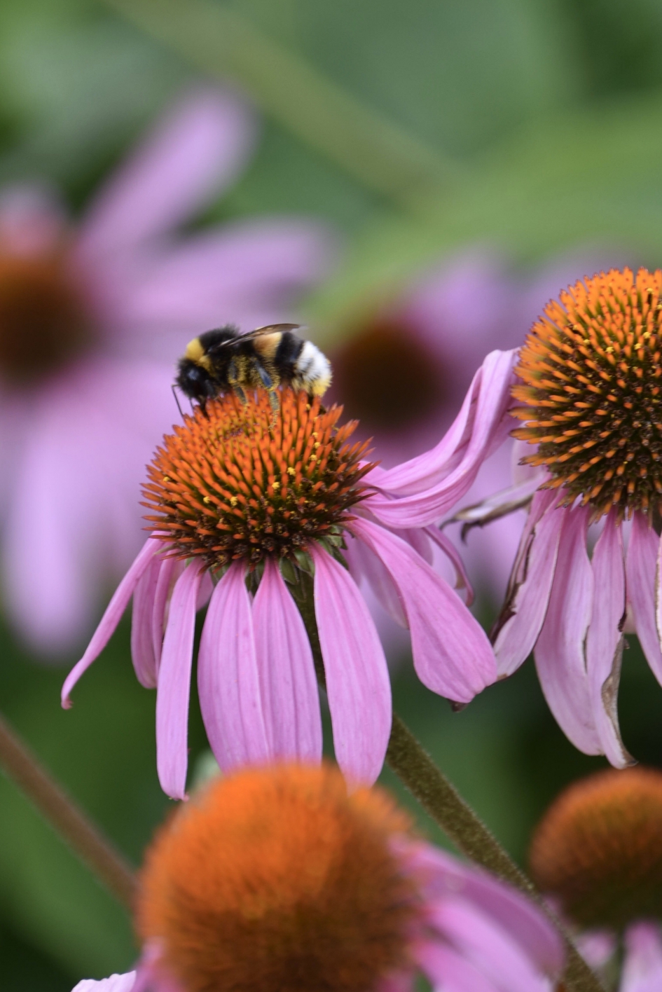 Hommels - Geleedpotigen - 