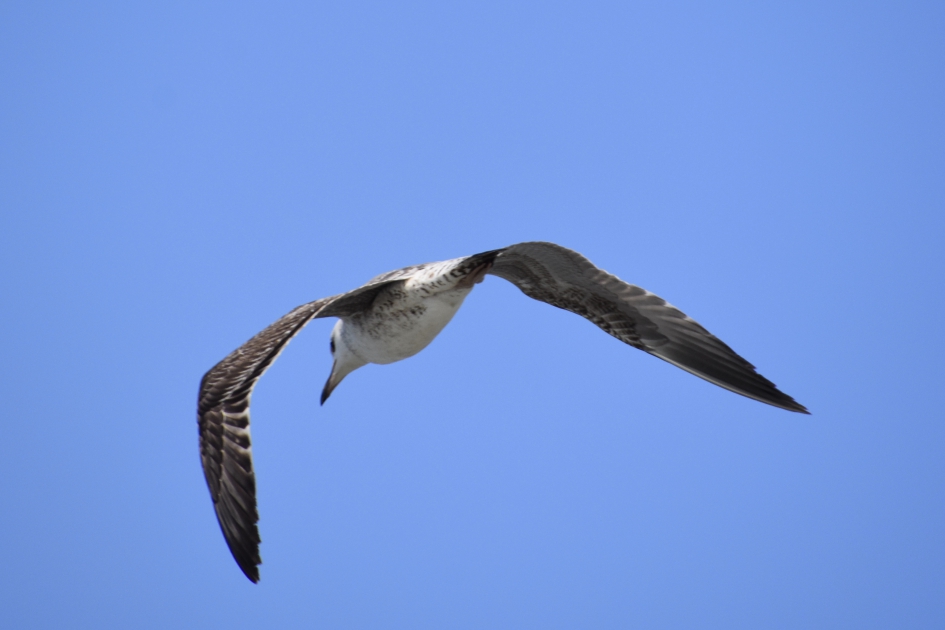 Hoog in de lucht - Vogels - 