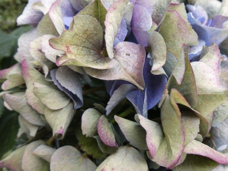 Hortensia