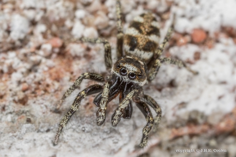 Huiszebraspin (Salticus scenicus)