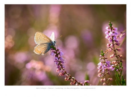 Icarusblauwtje - (Polyommatus icarus)