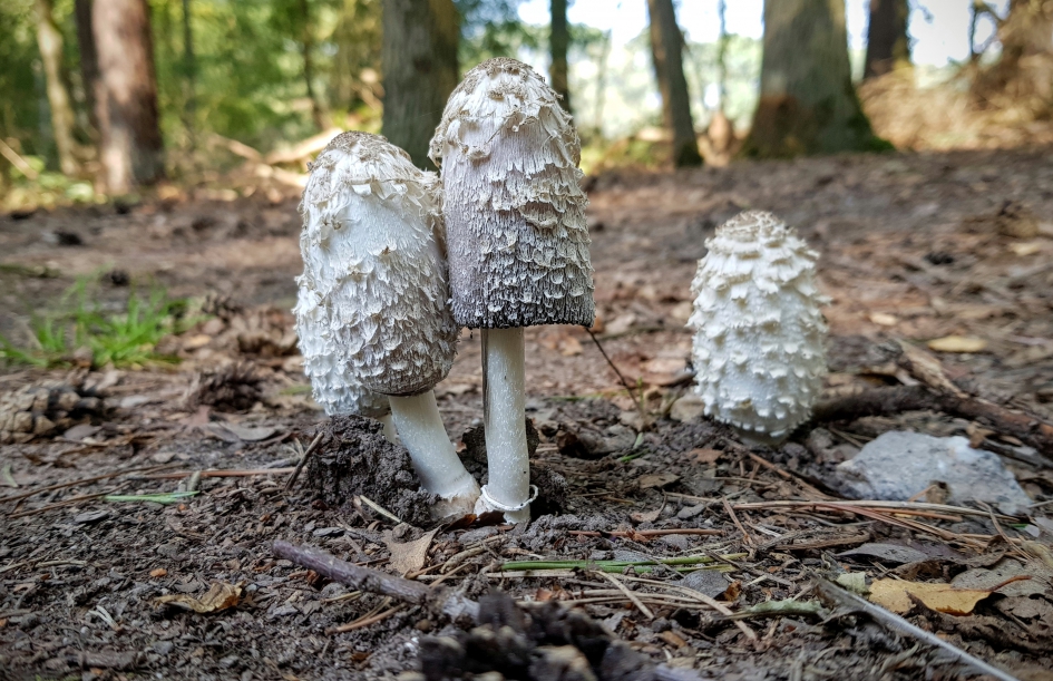 Ieniemienie. - Schimmels - Geschubde inktzwam