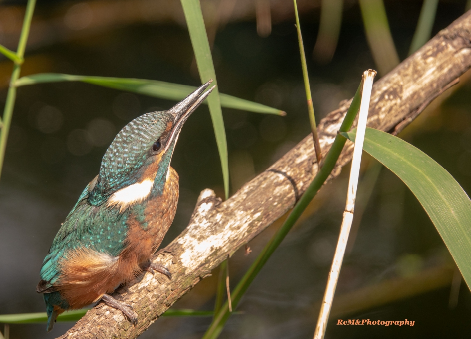 IJsvogel. - Vogels - IJsvogel.