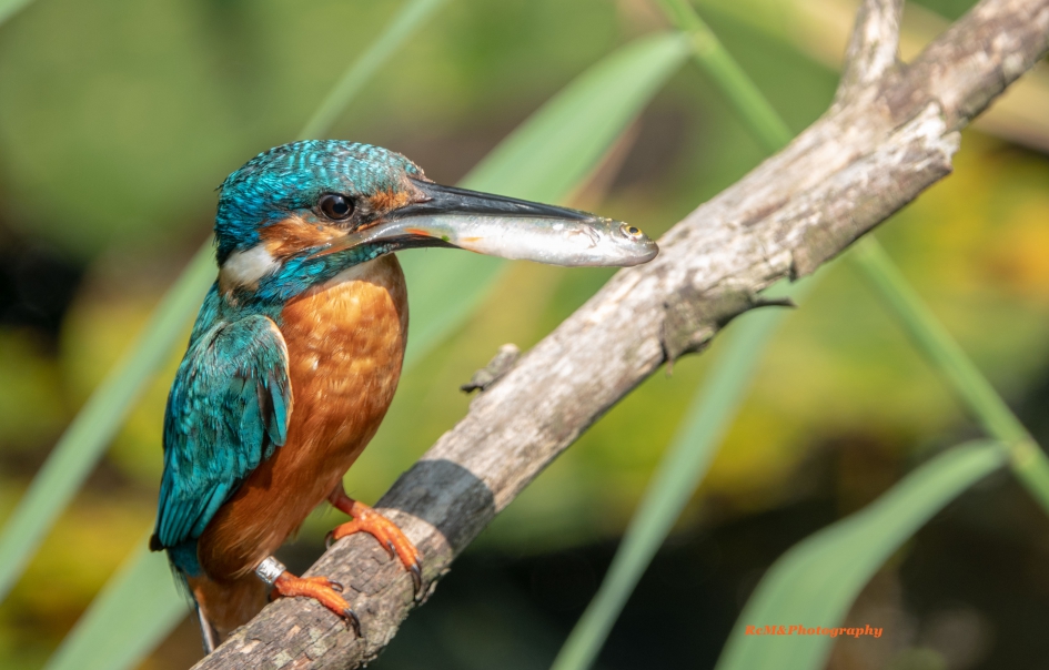 IJsvogel. - Vogels - IJsvogel.