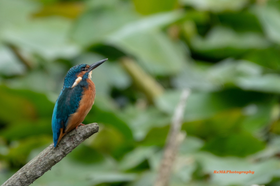 IJsvogel. - Vogels - IJsvogel.