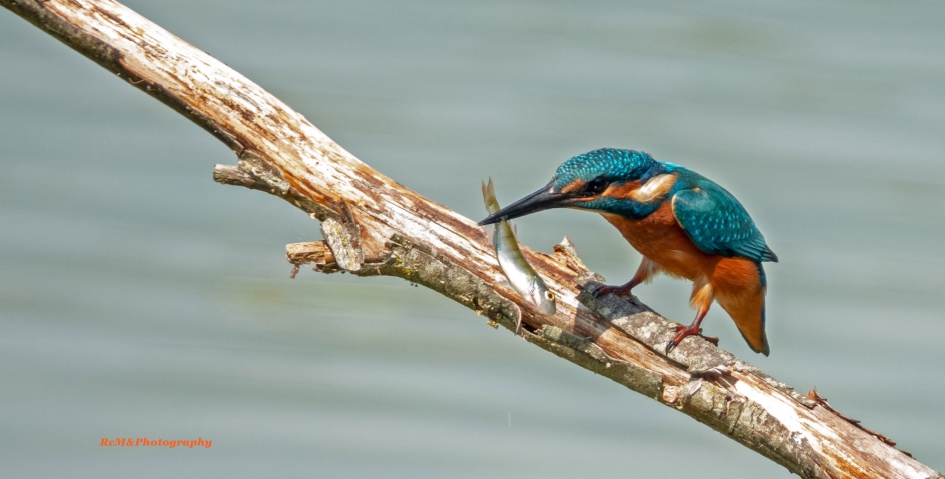 IJsvogel. - Vogels - IJsvogel.