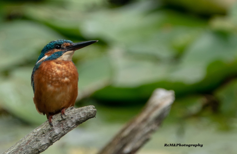 IJsvogel. - Vogels - IJsvogel.