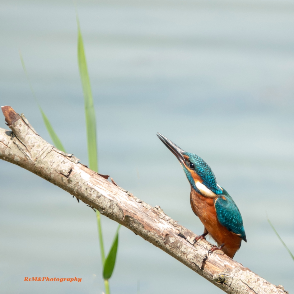 IJsvogel. - Vogels - IJsvogel.
