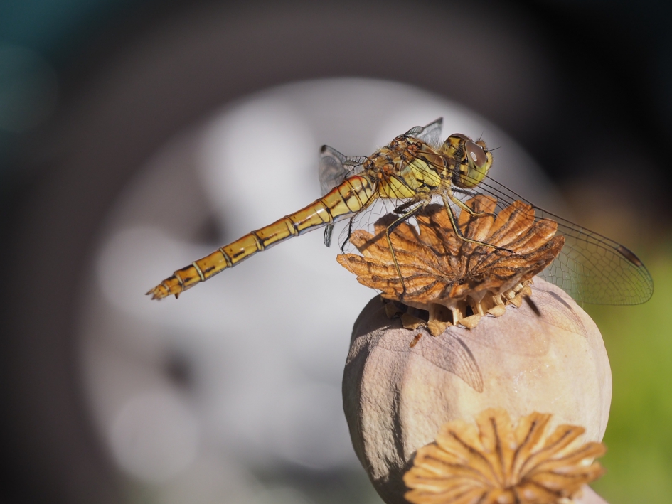 In de namiddagzon - Geleedpotigen - Steenrode heidelibel