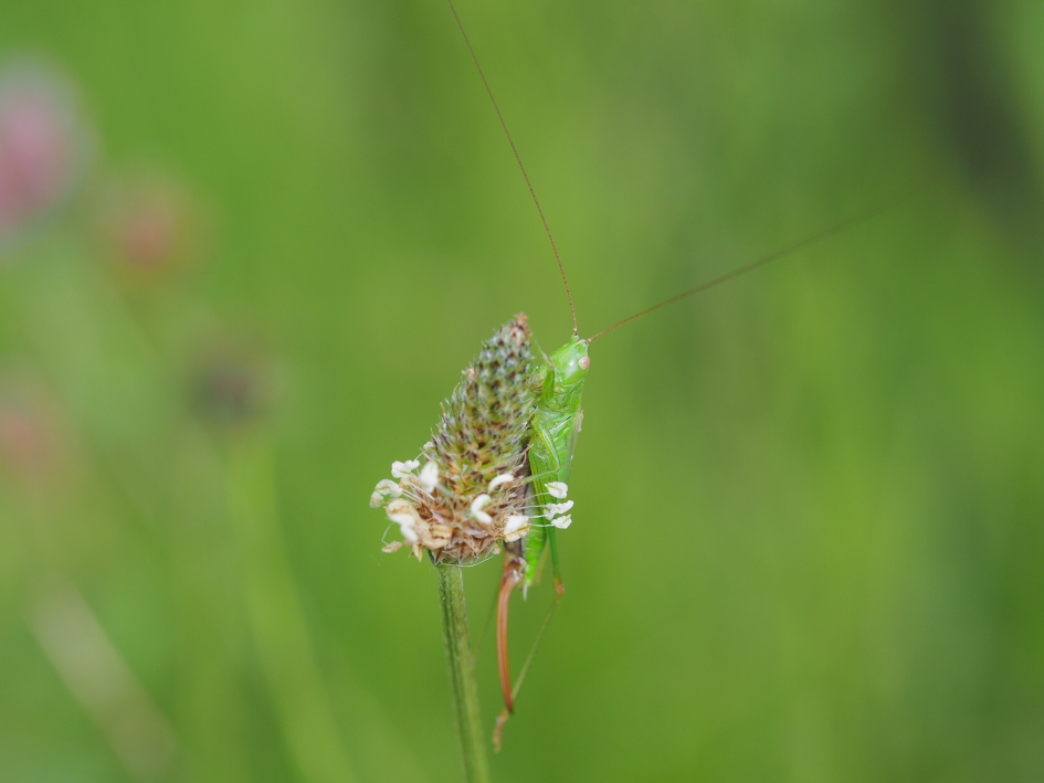 In het groen - Geleedpotigen - Zuidelijk spitskopje vermoedelijk