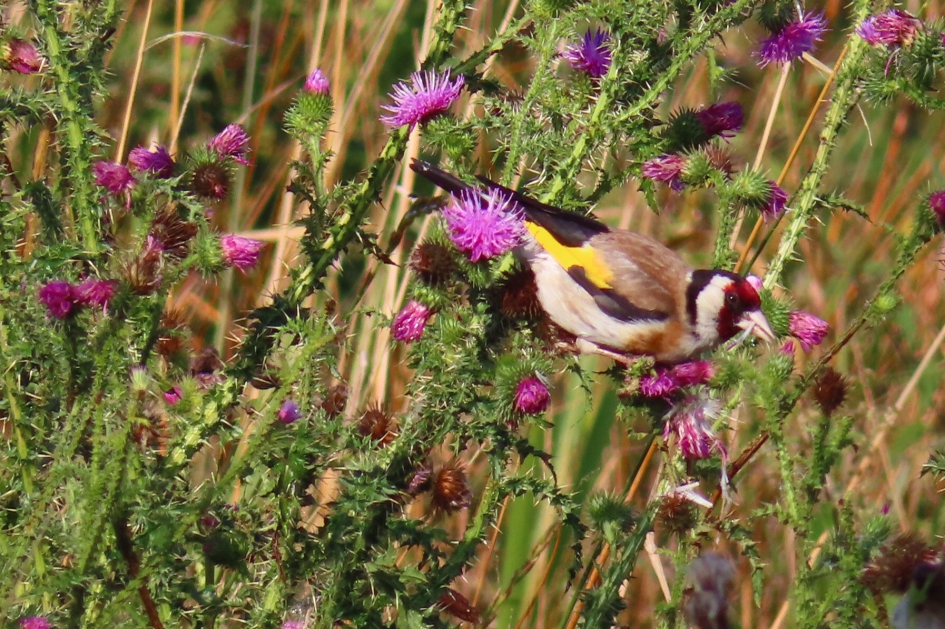 In zijn element - Geleedpotigen - Puttertje