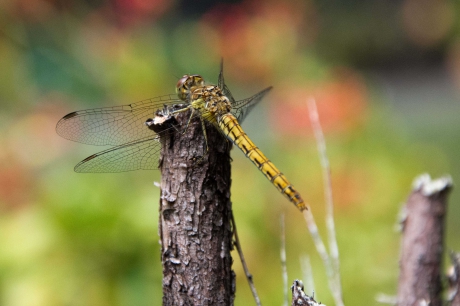 Bruinrode heidelibel ♂