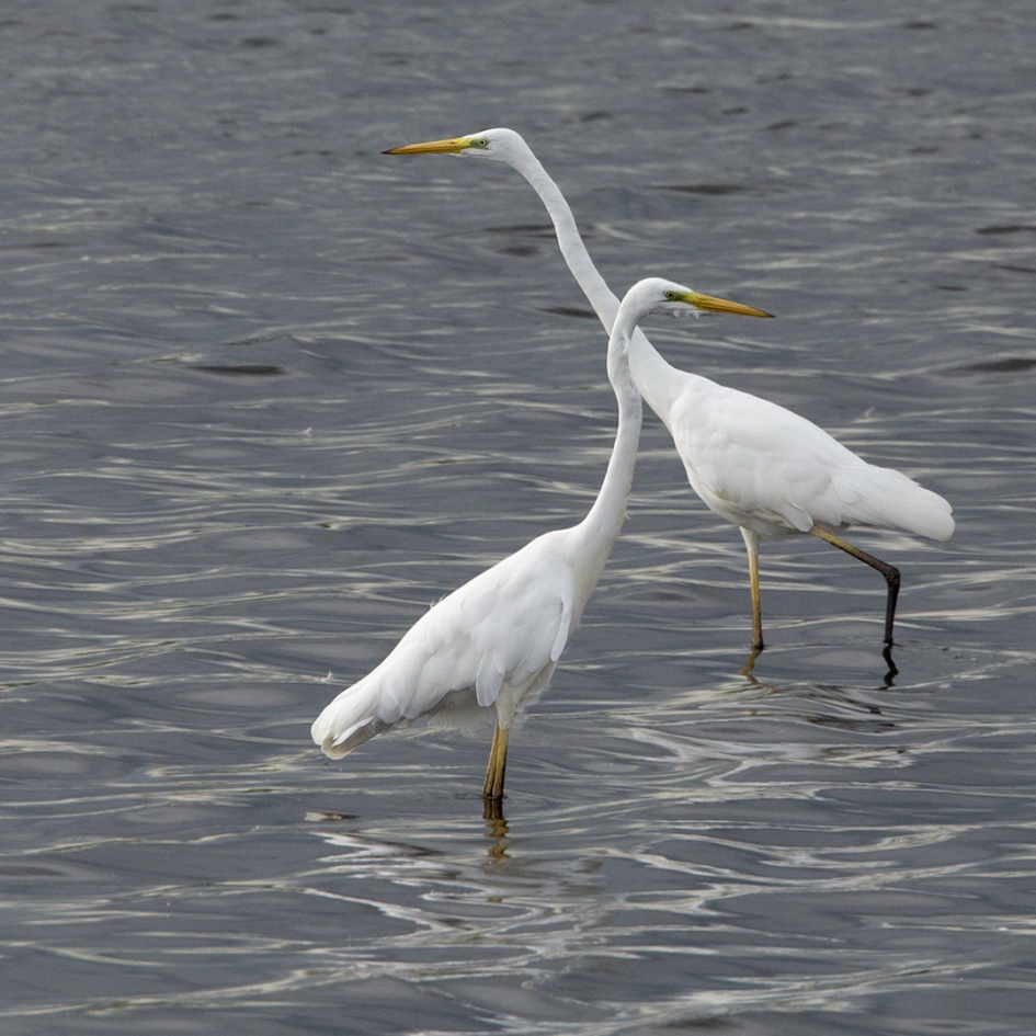 It takes two ... - Vogels - Grote Zilverreiger