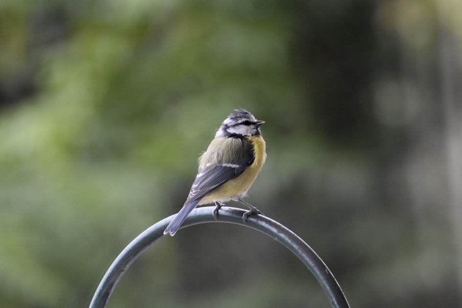 Jong meesje 2 - Vogels - 