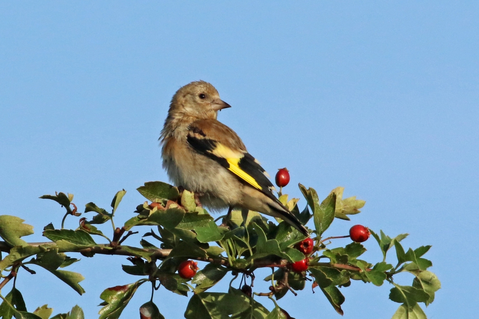 Jong puttertje - Vogels - 