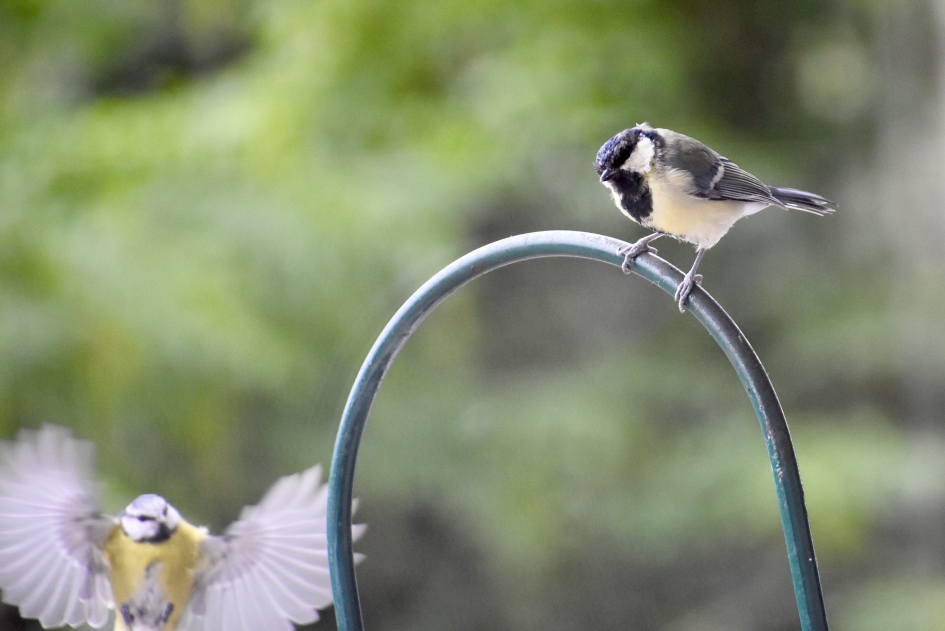 Jonge meesjes - Vogels - 
