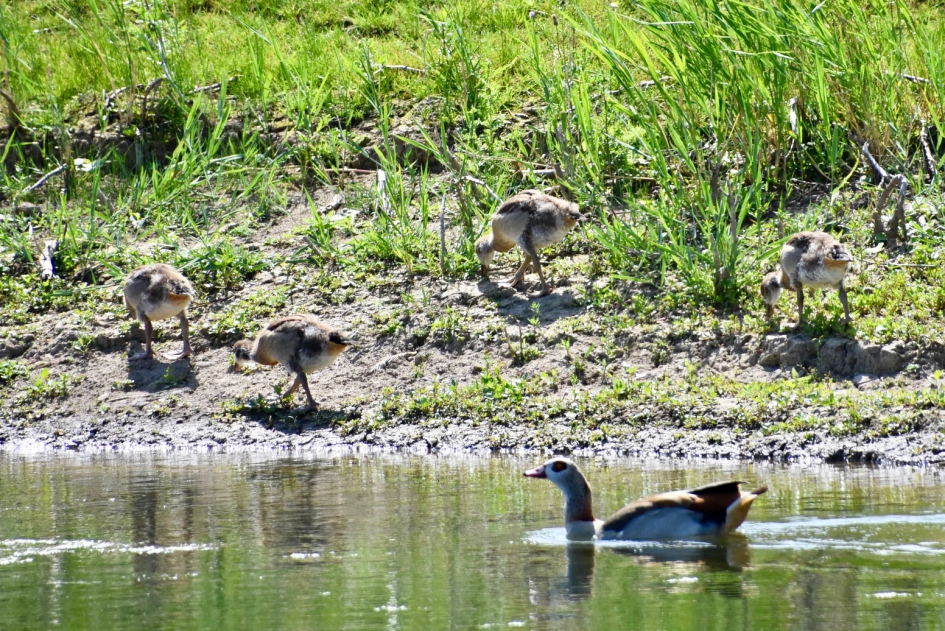 Jonge nijlganzen - Vogels - 