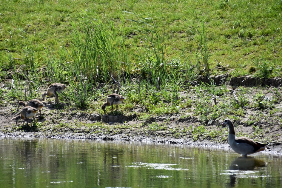 Jonge nijlganzen - Vogels - 