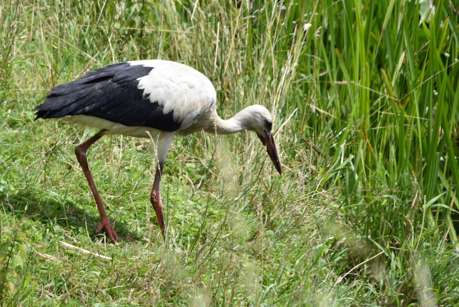 Jonge ooievaar - Vogels - 
