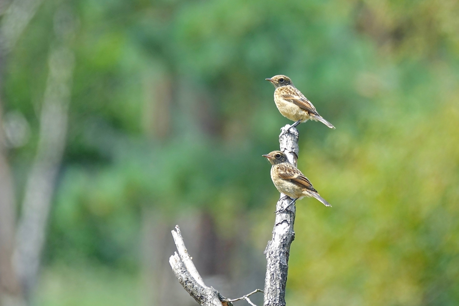 Jonge Roodborsttapuiten - Vogels - Roodborsttapuit