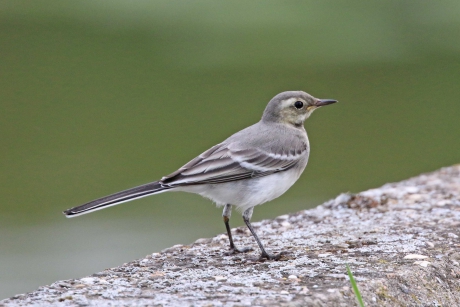 Jonge witte kwikstaart