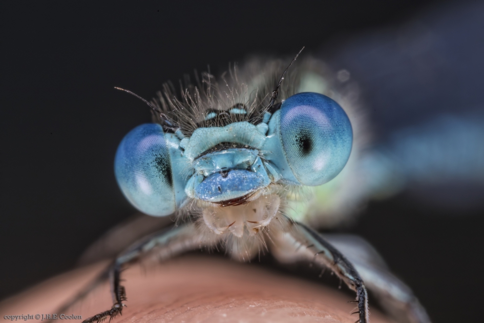 Juffer - Geleedpotigen - Juffer