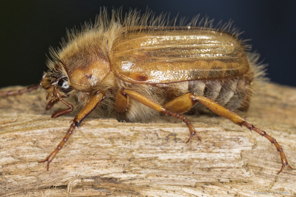 Junikever (Amphimallon solstitiale) - Geleedpotigen - Junikever