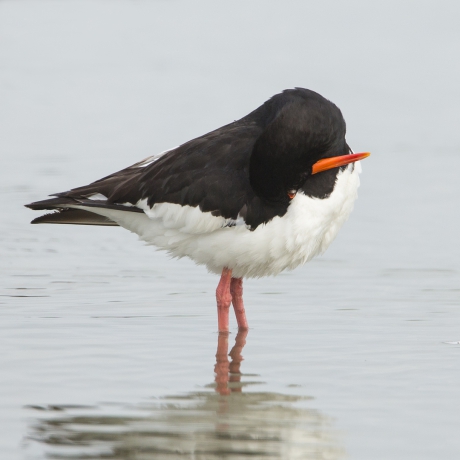 Kiekeboe ... !!! :-)