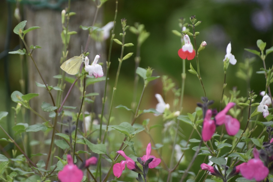 Klein vlindertje - Geleedpotigen - 