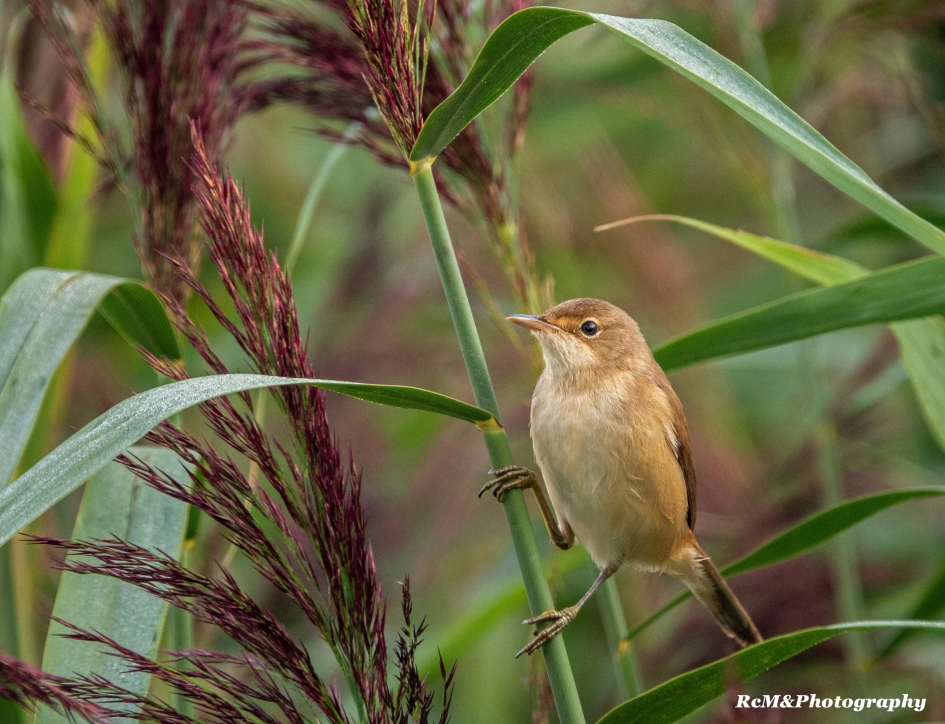 Kleine karekiet. - Vogels - Kleine karekiet.