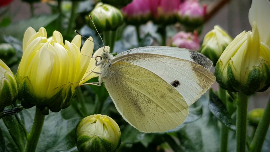 "Kleintje" - Geleedpotigen - Klein koolwitje