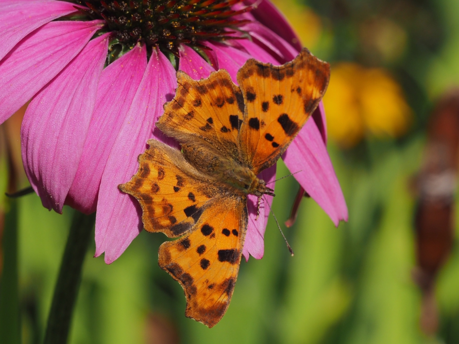 Kleurrijk - Geleedpotigen - Gehakkelde aurelia