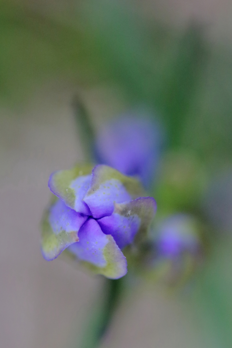 klokjesgentiaan - Planten - klokjesgentiaan
