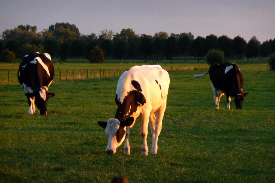 Koeien in de late zon - Zoogdieren - 
