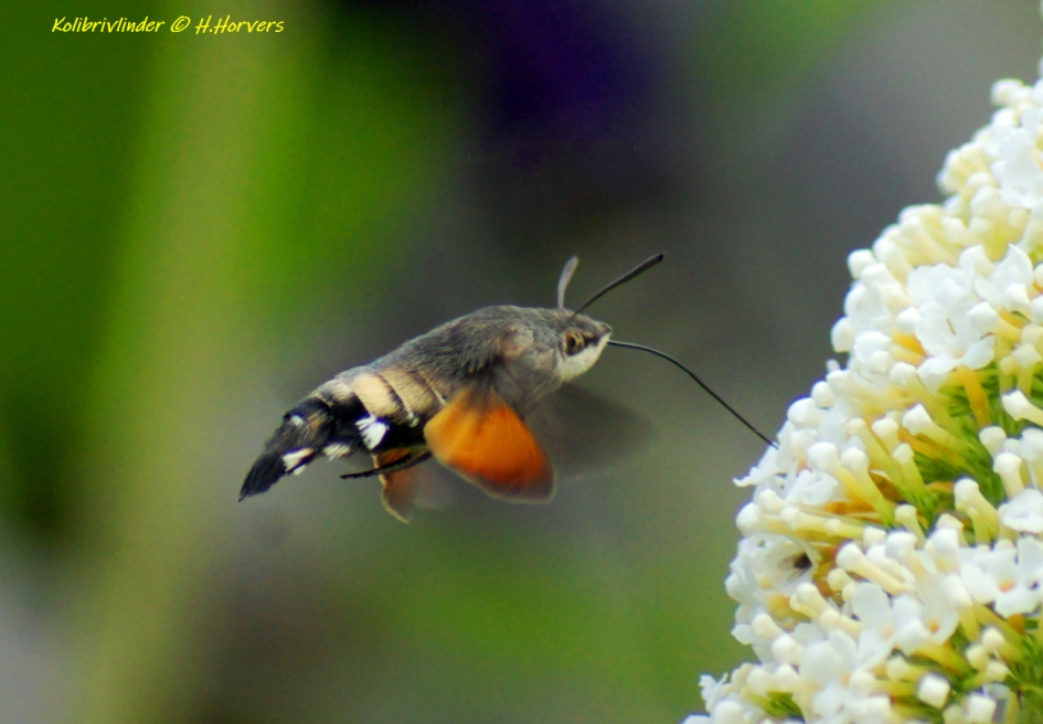 Kolibrivlinder - Geleedpotigen - Kolibrivlinder