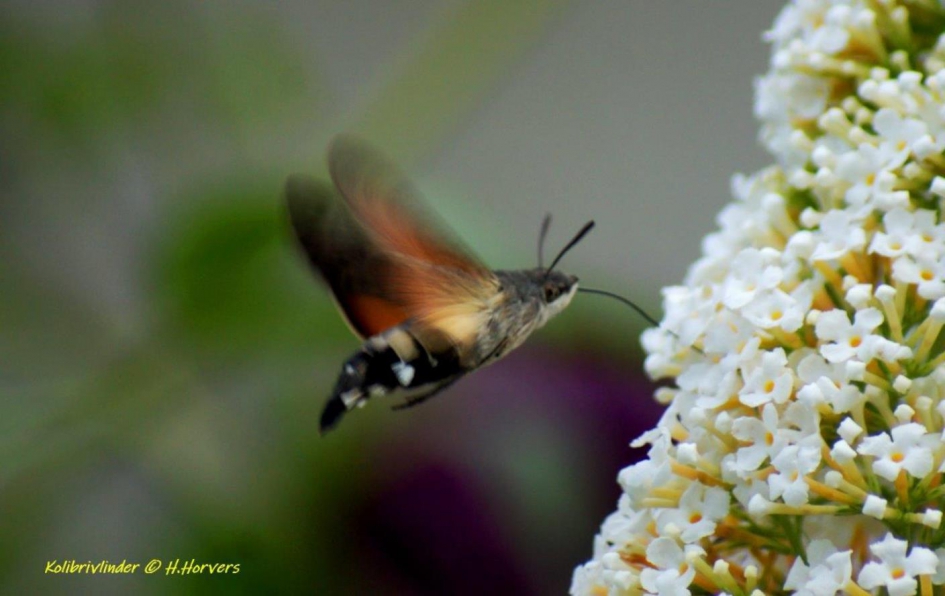 Kolibrivlinder - Geleedpotigen - Kolibrivlinder