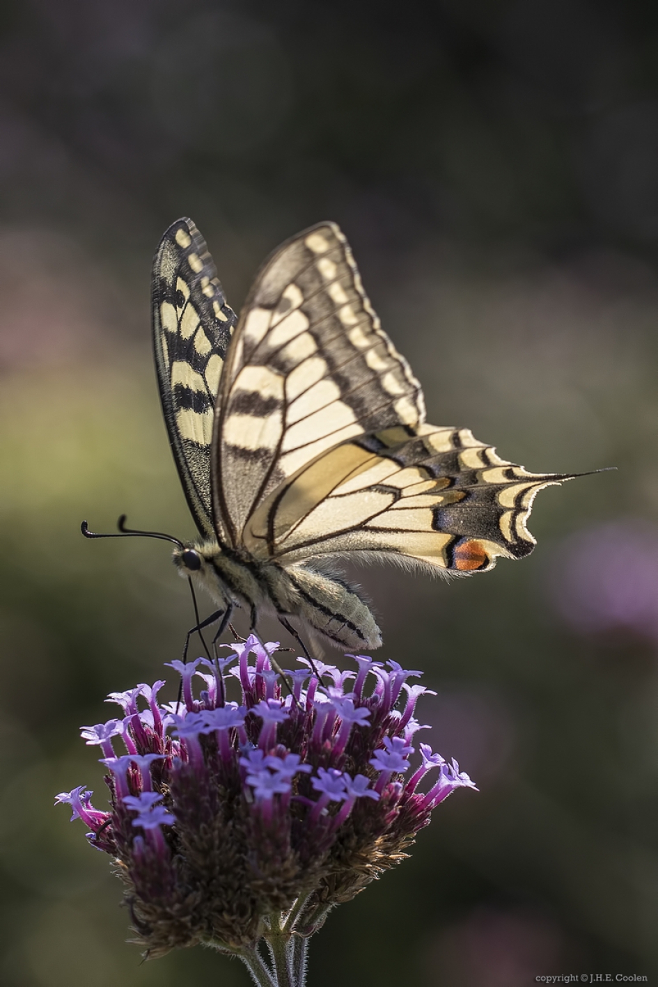 Koninginnenpage (Papilio machaon) - Geleedpotigen - Koninginnenpage