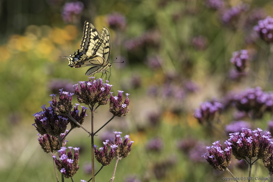 Koninginnenpage (Papilio machaon) - Geleedpotigen - Koninginnenpage