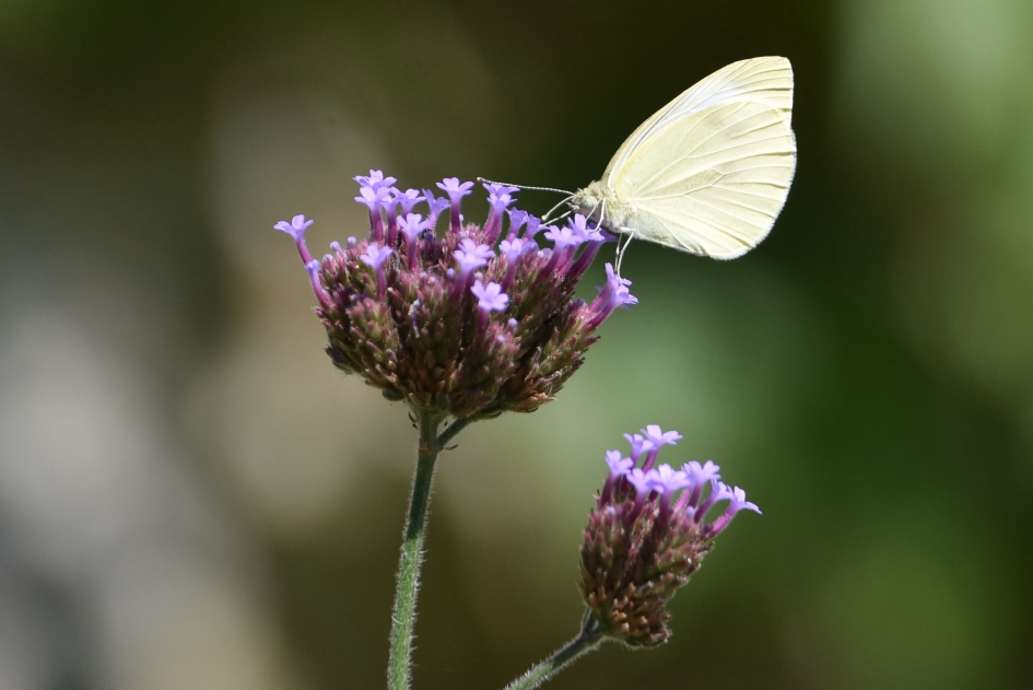 Koolwitje - Geleedpotigen - 