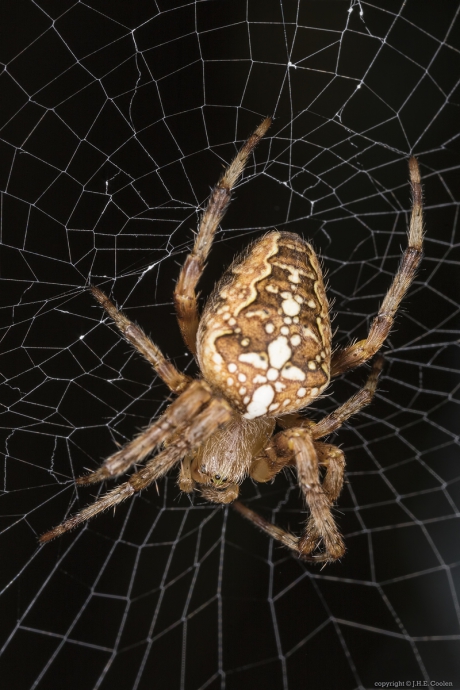 Kruisspin (Araneus diadematus)