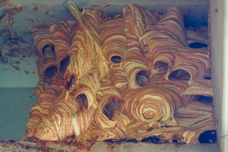 Kunstwerk van de Hoornaar