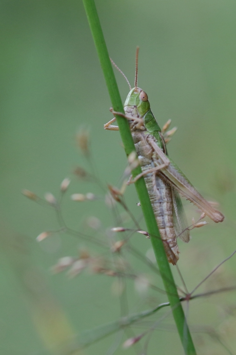 kustsprinkhaan