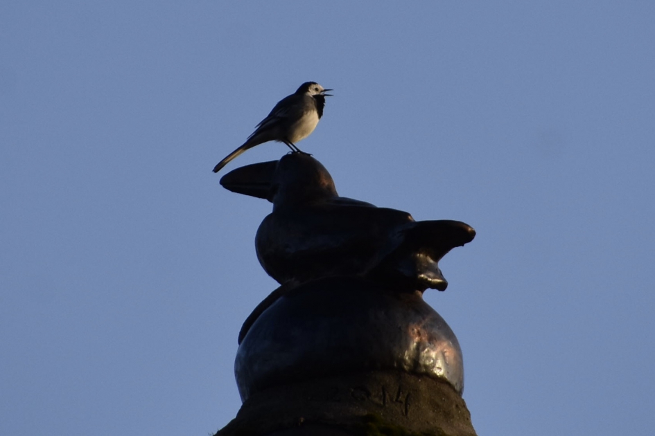 Kwikstaart - Vogels - 