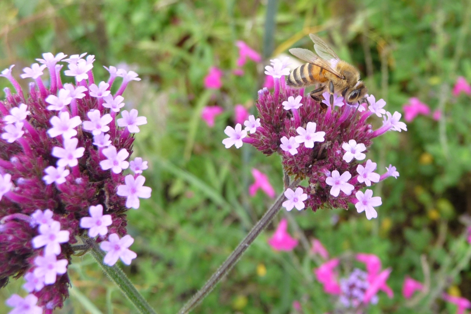 Lekker - Geleedpotigen - 