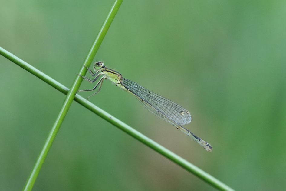 lantaarntje -v- - Geleedpotigen - lantaarntje