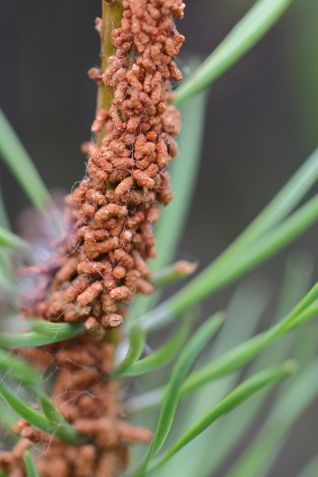 larven van de gewone spinselbladwesp